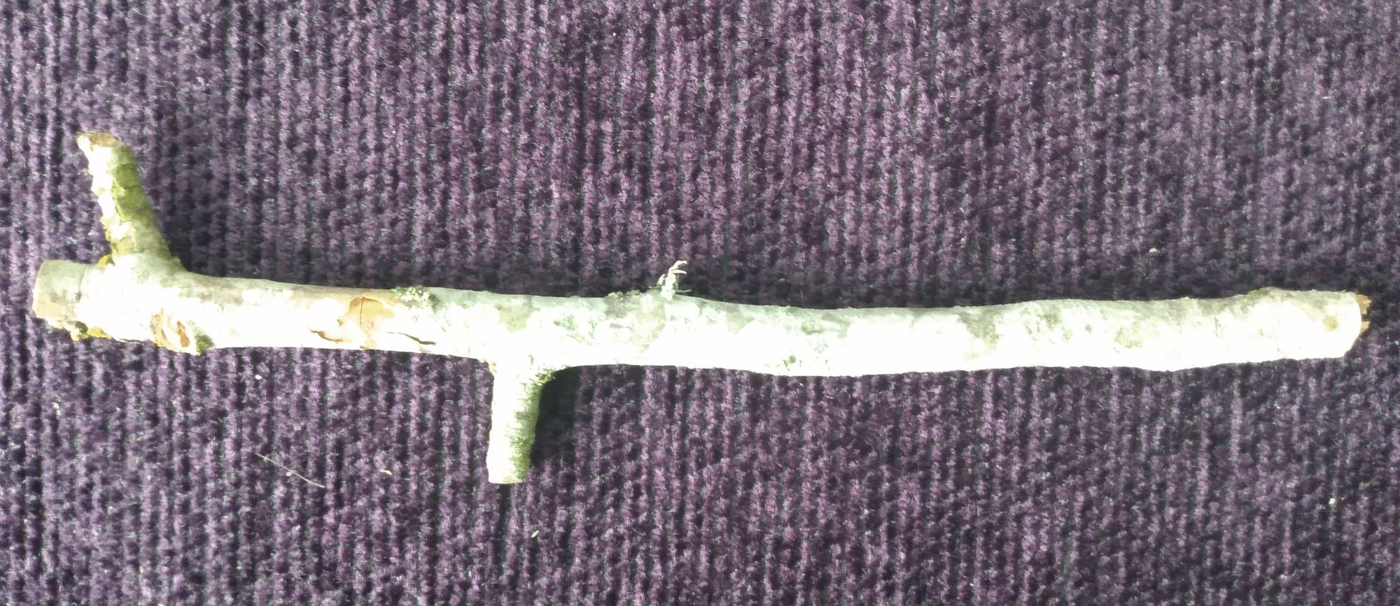 twig shaped like the Tokemak logo